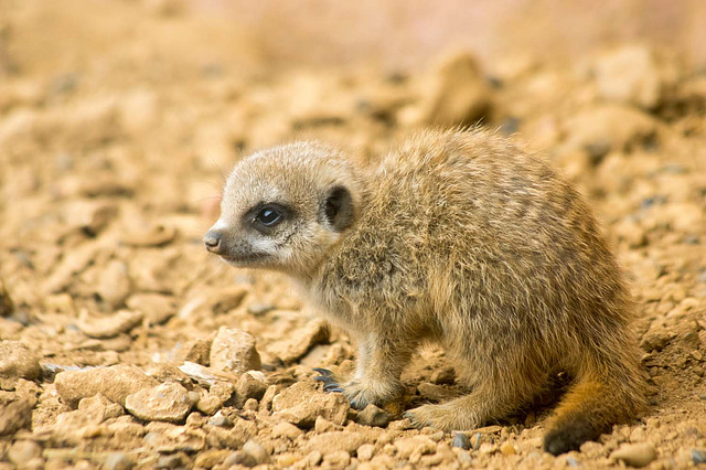 Baby meerkat