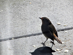 mon rouge gorge