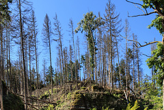 21_06_Sächsische Schweiz / Elbsandsteingebirge