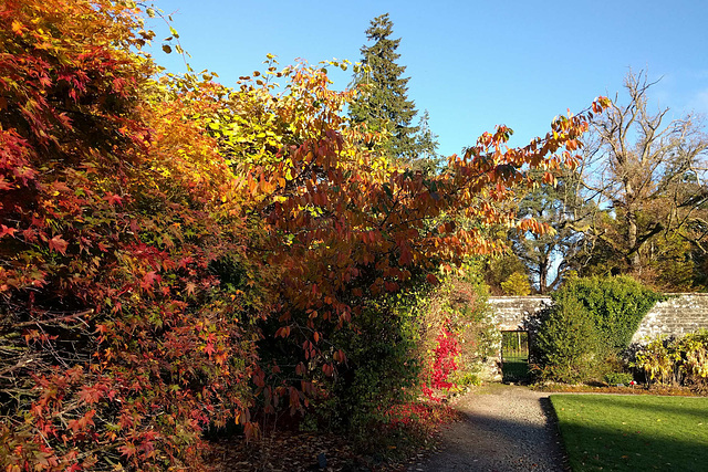 Autumn Colours In Balloch Park