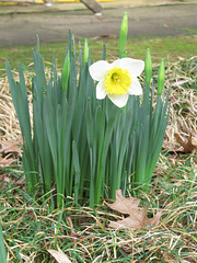 First daffodil of spring