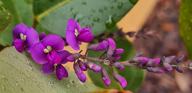 Hardenbergia