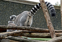 Ring-tailed Lemur