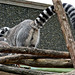 Ring-tailed Lemur