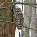 Barred owl in a dead pine tree