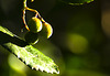 Detalles de la naturaleza a mi paso; primavera+(3PiP)