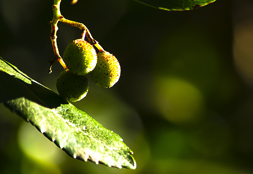 Detalles de la naturaleza a mi paso; primavera+(3PiP)