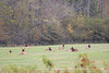 Resting Elk, just outside Cherokee, North Carolina   ~~USA