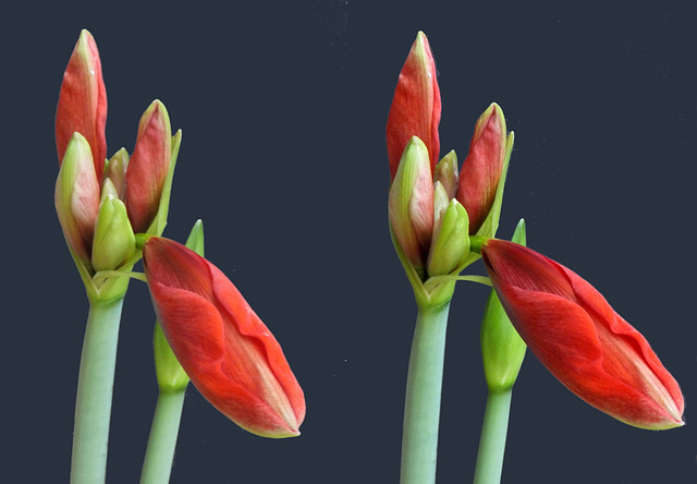 X3D Amaryllis-Knospen ©UdoSm