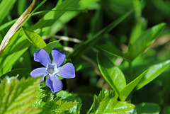 Vinca minor (Kleines Immergrün)