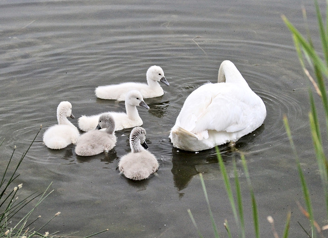 Schwanenkinder