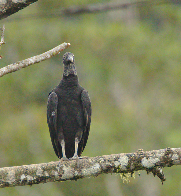 Vulture EF7A7952