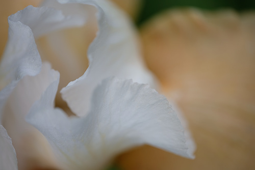 DSCF8200