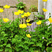 Wonderful Icelandic poppies everywhere