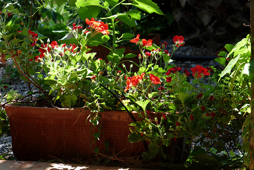 pelargonium