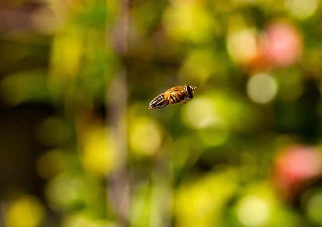 Hoverfly in flight