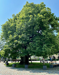 Alter Lindenbaum