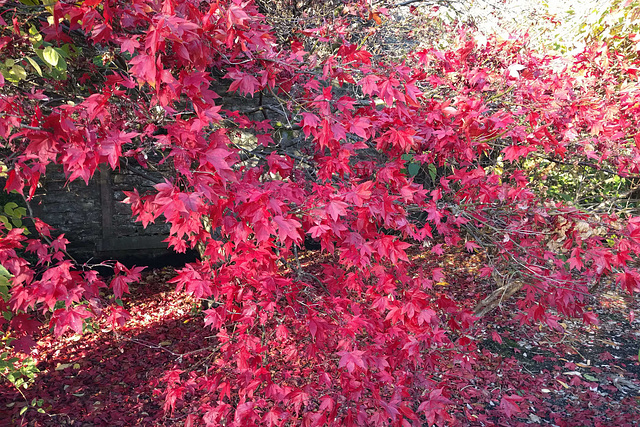 Autumn Colours In Balloch Park