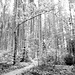 Weißwaldlaterne, Horn Bad-Meinberg