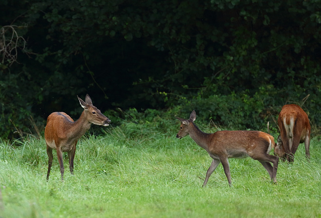 Biche et faon (Oise)