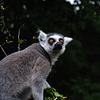 Ring-tailed Lemur