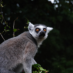 Ring-tailed Lemur