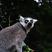 Ring-tailed Lemur