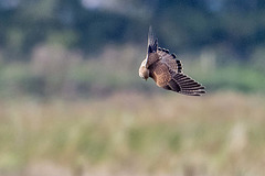 Kestrel