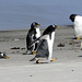 Gentoo Penguins on Beach in Falklands (H.A.N.W.E.)