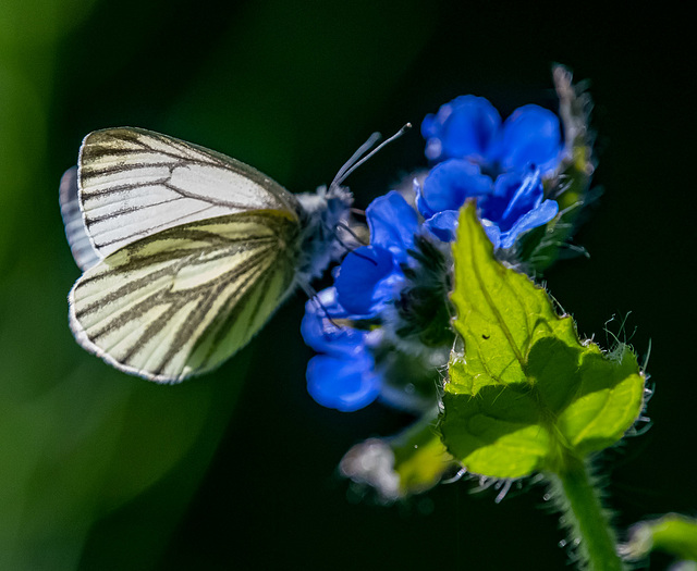 Green veined white butterfly