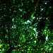 Wald, Benneckenstein