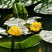 Gelbe Teichrosen  (Nuphar lutea)