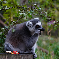 Ring-tailed Lemur