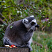 Ring-tailed Lemur