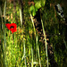 photo BIO