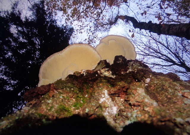 Fungi above