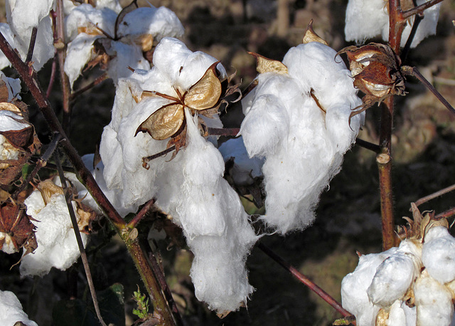 Cotton Man with Shades