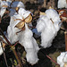 Cotton Man with Shades