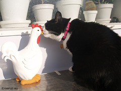 Snow White and the chicken