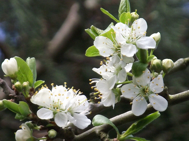 Looks like I might get a few damsons this year