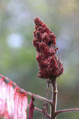 Staghorn Sumac