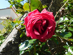 Une rose de mon parc...