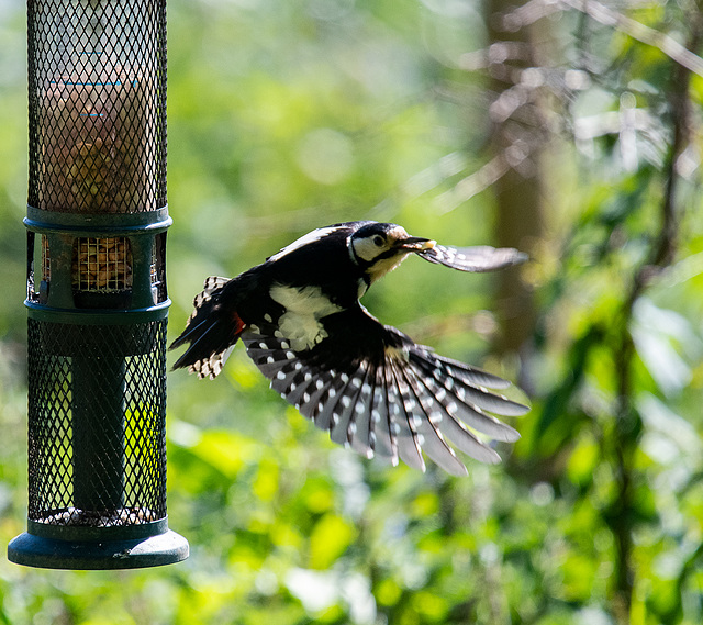 Great spotted woodpecker leaving the feeder