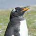 Gentoo Penguin in Falklands