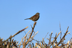 Dunnock