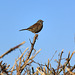 Dunnock