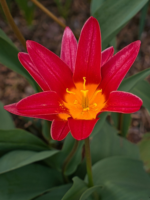 Tulpe in rot