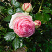 Roses de Ronsard au parc**************