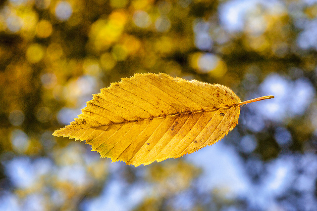 Leaves are falling . . .