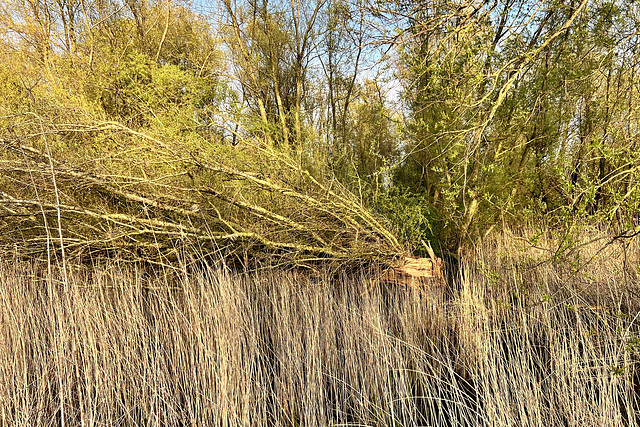 Dutch mangrove